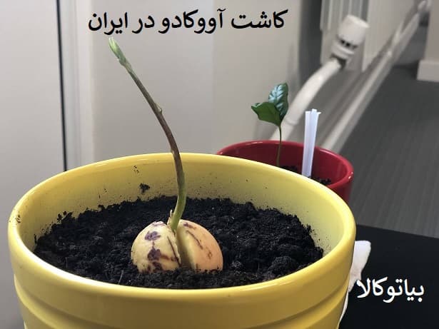 کاشت ئرخت اووکادو با باردهی زیاد